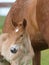 Suffolk Foal Head Shot