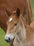 Suffolk Foal Head Shot