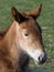 Suffolk Foal Headshot
