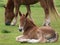 Suffolk Horse Foal