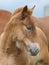 Suffolk Horse Foal Head Shot