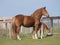 Suffolk Horse Mare and Foal