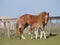 Suffolk Horse Mare and Foal