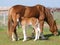 Suffolk Horse Mare and Foal