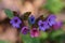 Suffolk lungwort, Pulmonaria obscura