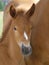 Suffolk Punch Foal