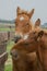 Suffolk Punch foals