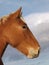 Suffolk Punch horse head