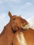 Suffolk Punch horse head