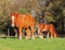 Suffolk Punch Horses