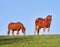 Suffolk Punch Horses