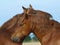 Suffolk Punch Horses Grooming