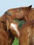 Suffolk Punch Horses Grooming
