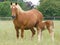 Suffolk Punch Mare and Foal