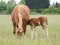 Suffolk Punch Mare and Foal