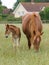 Suffolk Punch Mare and Foal