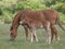 Suffolk Punch Mare and Foal