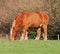 Suffolk Punch Stallion