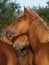 Suffolk Punch Yearlings