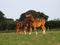 Suffolk Punch Yearlings