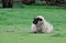 A Suffolk sheep alone in paddock