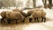 Suffolk sheep bio winter organic farm ewe corn silage fodder feeding baby flock white herd British breed domestic snow