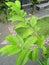 Sugar apple/annona muricata or known as Srikaya leaves