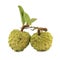 Sugar apple [Annona squamosa]