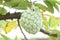 Sugar Apple (custard apple, Annona, sweetsop)