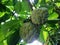 Sugar apple, Custard apple, Sweetsop or Annona squamosa Linn.