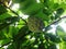 Sugar apple, Custard apple, Sweetsop or Annona squamosa Linn.