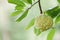 Sugar apple or custard apple on tree in the garden tropical fruit nature green background - Annona sweetsop