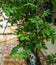 Sugar apple or sweetsop,custard apple tree branch and leaves