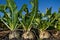 Sugar beet