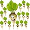 Sugar beet cartoon with many expressions