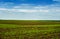 Sugar beet crops field, agricultural landscape