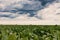 Sugar beet crops field, agricultural landscape