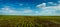 Sugar beet crops lines , agricultural panoramic landscape