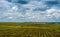 Sugar beet crops lines landscape