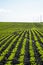 Sugar beet cultivation. Rows of young sugar beets in converging long lines growing in fertilized soil.