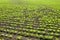 Sugar beet cultivation spring season bright green leaves