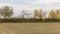 Sugar beet farmland with autumn trees in the background