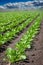 Sugar beet field