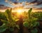 The sugar beet field is glowing in the golden hour.