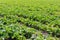 Sugar beet field. Green sugar beets in the ground.