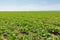 Sugar beet field. Green sugar beets in the ground.