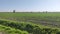 Sugar beet field in Italy 