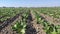 Sugar beet field in Italy