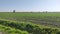 Sugar beet field in Italy 2