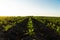 Sugar beet field with young plants on fertile soil. Rows of sunlit young beet plants. Beautiful growing plant sugar beet